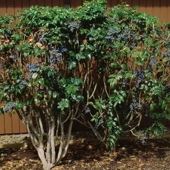 thumbnail for publication: Mahonia aquifolium Oregon Grapeholly